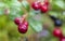 Northern berry, Cranberry,foxberry Lingonberry, macro