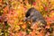 Northern bird Siberian jay, Perisoreus infaustus in autumn foliage