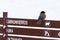 Northern bird Siberian jay, Perisoreus infaustus sitting on hiking trail sign