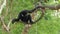 Northern Black Cheeked Gibbon Hangs on a Branch in the Khao Kheow Open Zoo. Thailand