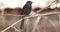 Northern Black Flycatcher on Dry Branch