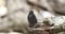 Northern Black Flycatcher on Wooden Log