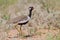 Northern Black Korhaan