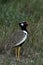 Northern Black Korhaan, Namibia