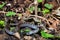 Northern Black Racer Coluber constrictor constrictor