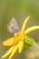 Northern Blue Butterfly on Arnica Flower