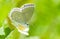 Northern Blue Butterfly feeding on Strawberry Flower