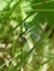 Northern blue damselfly Coenagrion hastulatum