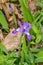 Northern Blue Flag Iris - Iris versicolor