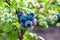 Northern blueberry or sweet hurts Vaccinium boreale cultivated at bio farm