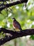 Northern Bobwhite