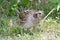 Northern Bobwhite