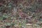 Northern Bobwhite Quail female colinus virginianus