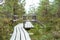 Northern bog landscape with a wooden footbridge, flowering heather, bog pines and other bog plants