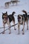 Northern breed of sled dogs, strong and hardy. Stand with paws in snow. Two red and white Alaskan huskies are standing in harness