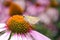 A Northern Broken Dash Skipper butterfly on a purple coneflower