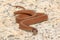 Northern Brown Snake (Storeria dekayi)