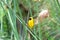 Northern brown-throated weaver, Mabamba Bay, Uganda