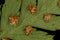 Northern Buckler-Fern Dryopteris expansa. Indusiate Sori Closeup