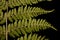 Northern Buckler-Fern Dryopteris expansa. Pinnae Closeup