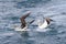 Northern Buller\\\'s Albatross, Thalassarche bulleri platei