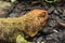 The northern caiman lizard (Dracaena guianensis