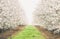 Northern California almond orchards in full bloom