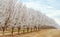 Northern California almond orchards in full bloom