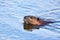 Northern Canadian Beaver swimming in bright blue spring water