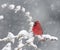 Northern Cardinal