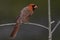 Northern Cardinal