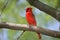 Northern Cardinal