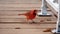 Northern cardinal