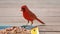 Northern cardinal