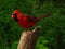 Northern Cardinal