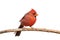 Northern Cardinal