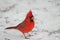 Northern Cardinal