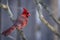 Northern Cardinal