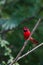 Northern Cardinal