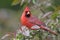 Northern Cardinal