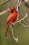 Northern Cardinal