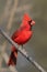 Northern Cardinal