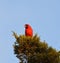 Northern Cardinal atop cedar tree