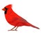 Northern Cardinal bird