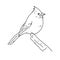 Northern cardinal bird drawing illustration vector