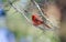 Northern Cardinal bird perched in tree, Georgia, USA