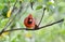 Northern Cardinal, Blue Ridge Mountains, North Carolina