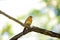 Northern Cardinal (Cardinalis cardinalis) in Central Park, New York