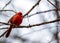 Northern Cardinal (Cardinalis cardinalis) in Central Park, New York