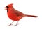 Northern Cardinal, Cardinalis cardinalis, Isolated